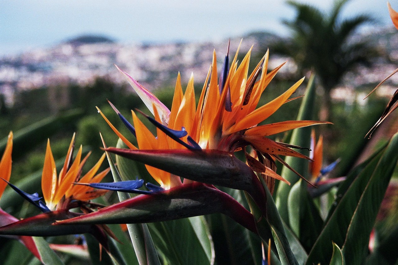 Kraanvogelplant